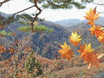 苏教版四年级数学上册教案详解及课程概览