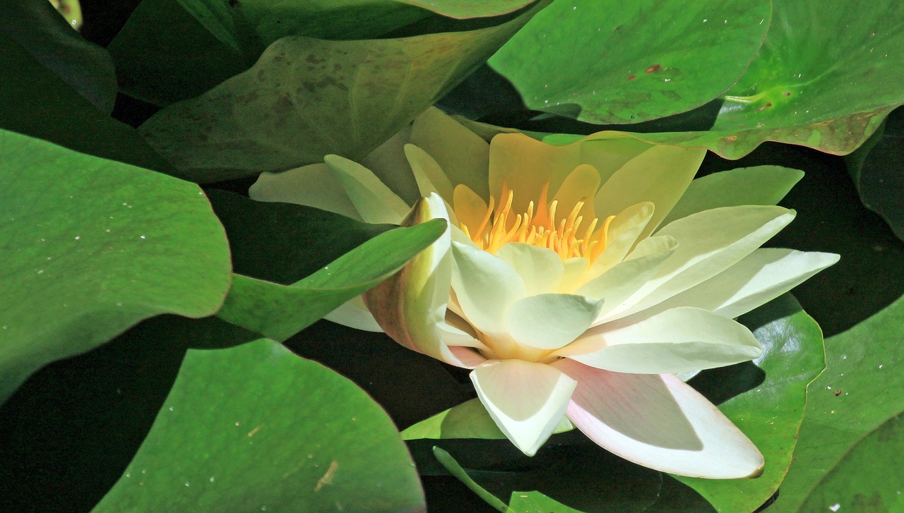 揭秘三月桃花水的所有答案