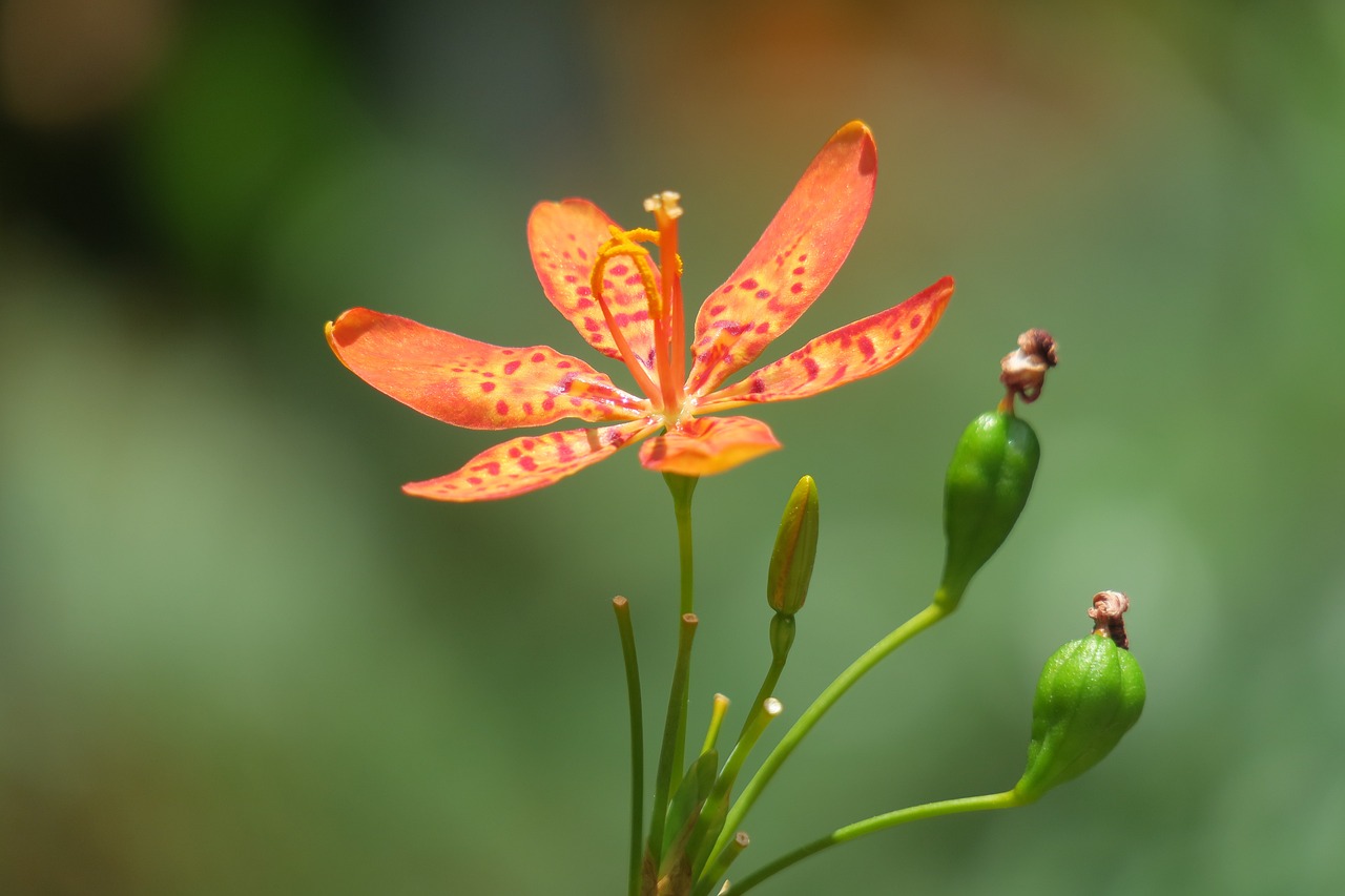 梵高十大名花，绚烂之美的无尽颂歌