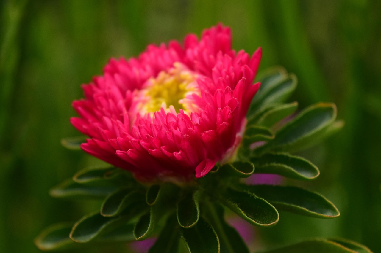 中国传统艺术瑰宝，花开富贵牡丹图国画