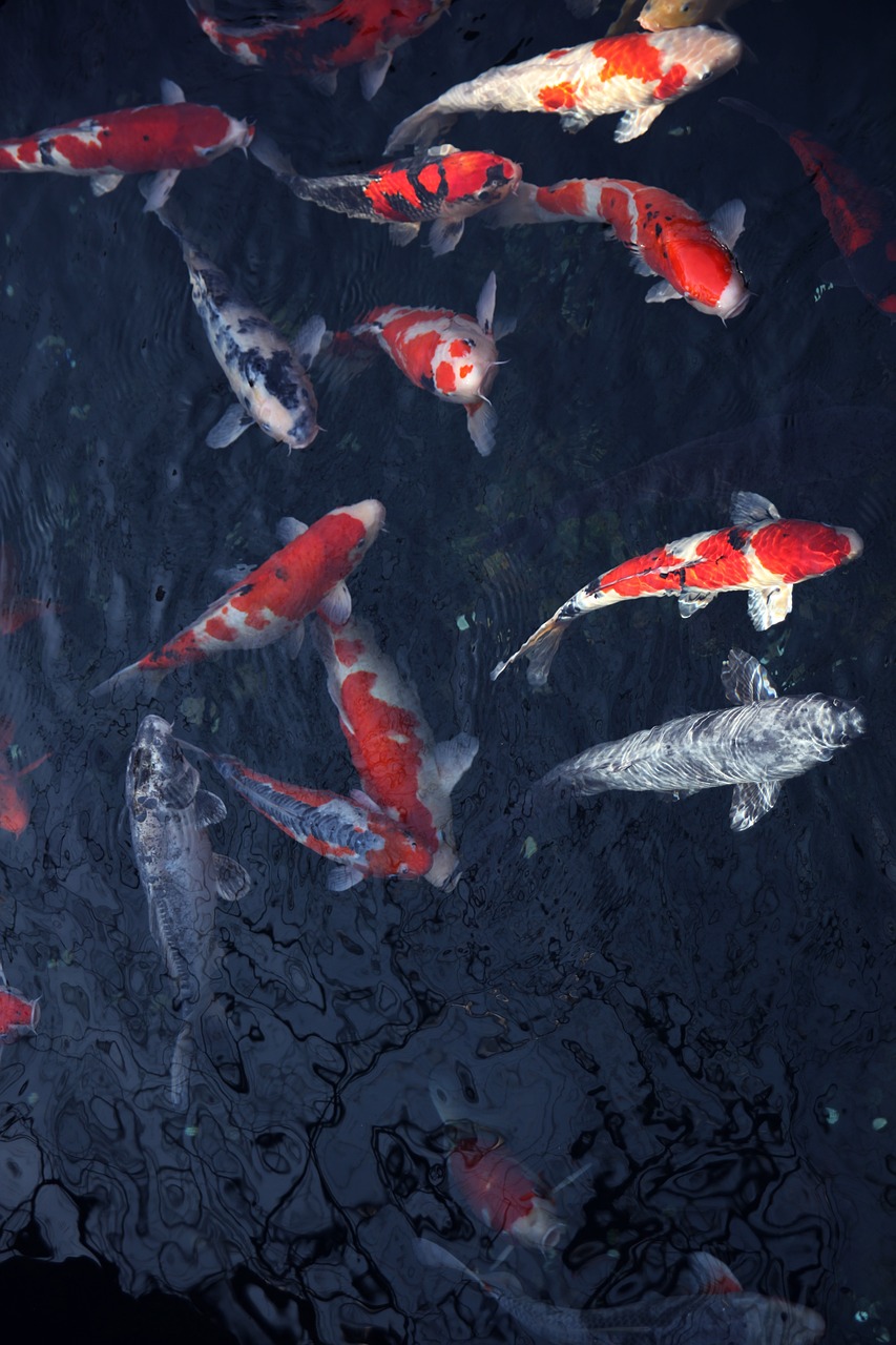 山水水墨画图片，魅力展现与欣赏指南