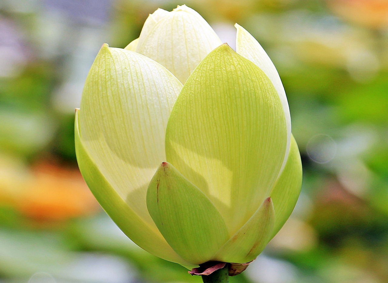 中国传统艺术之美，国画荷花图片大全高清欣赏